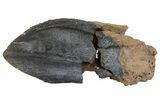 Rooted Triceratops Tooth - South Dakota #70136-1